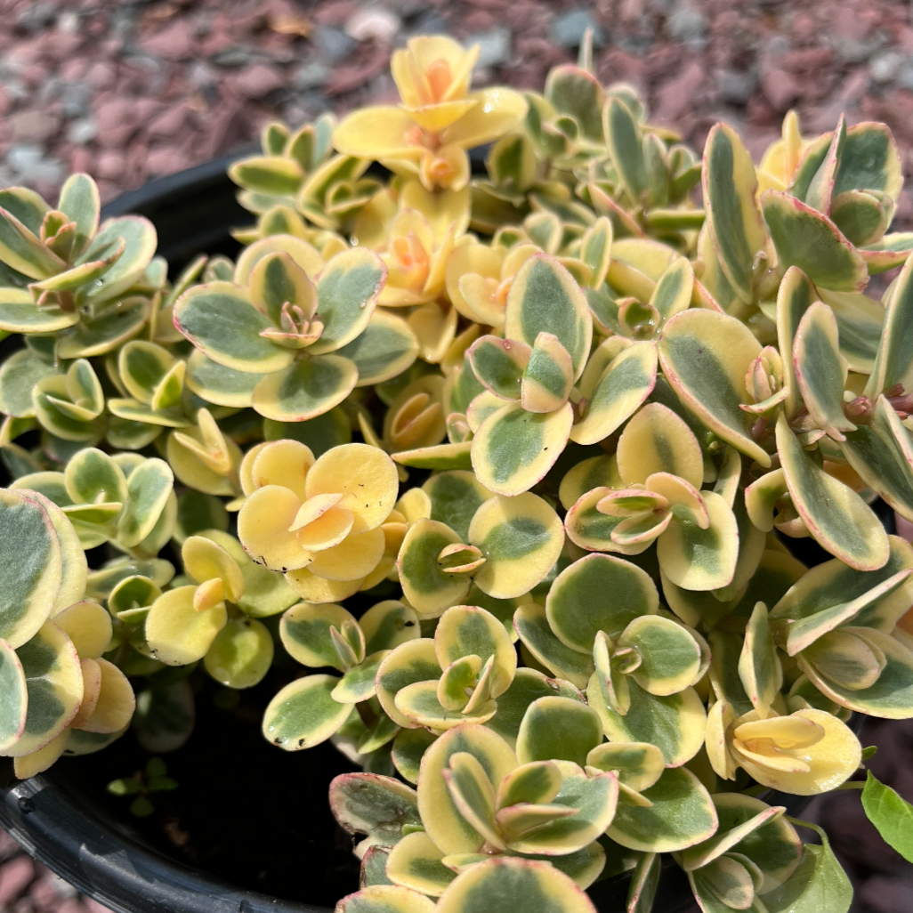 SunSparkler Lime Twister Stonecrop | Sedum