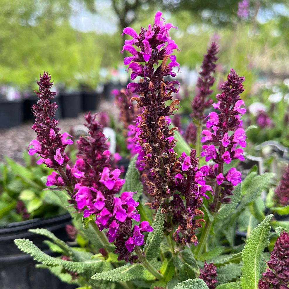 Bumbleberry Salvia | Salvia nemorosa