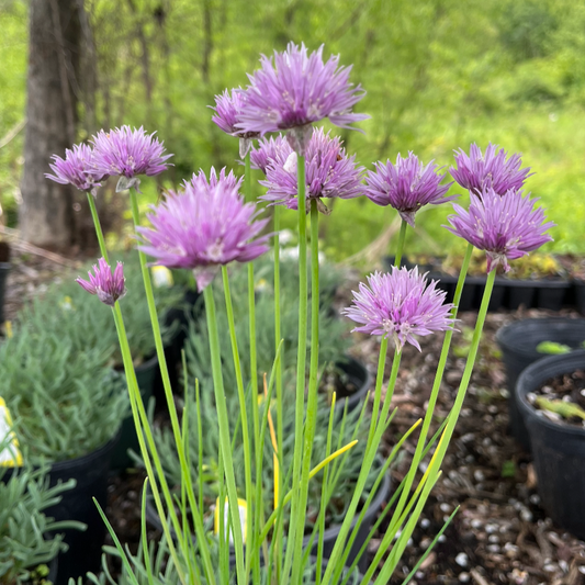 Curly Chives | Allium senescens 'Glaucum'