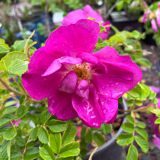 Lotty's Love Rose | Rosa rugosa First Edition®