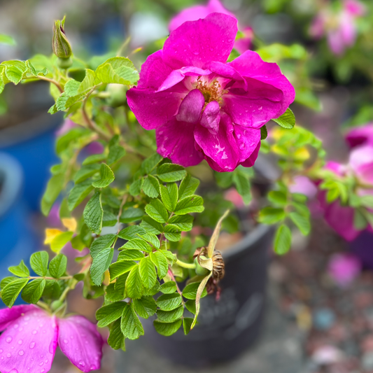 Lotty's Love Rose | Rosa rugosa First Edition®