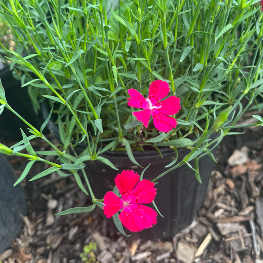 Zing Rose Dianthus | Dianthus 'Zing Rose'