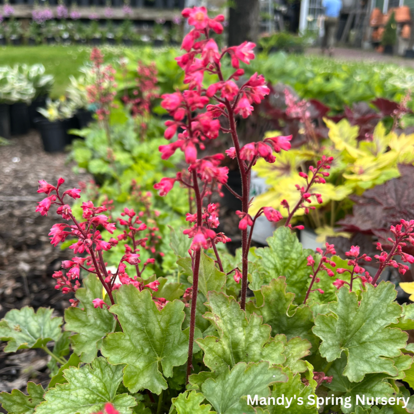 Paris Coral Bells | Heuchera 'Paris'