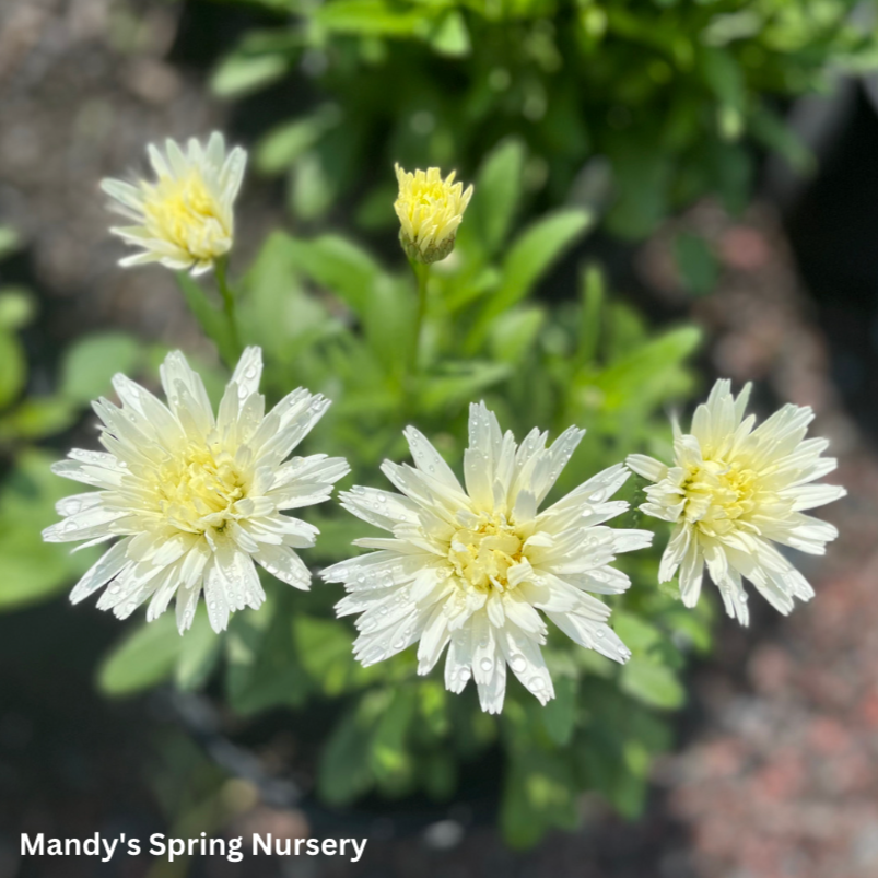 ‘Crazy Daisy’ Shasta Daisy | Leucanthemum x superbum 'Mt. Hood'