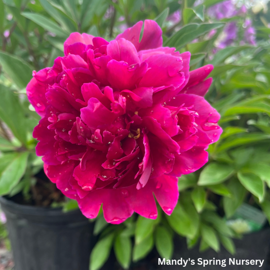 Shawnee Chief Peony | Paeonia 'Shawnee Chief'