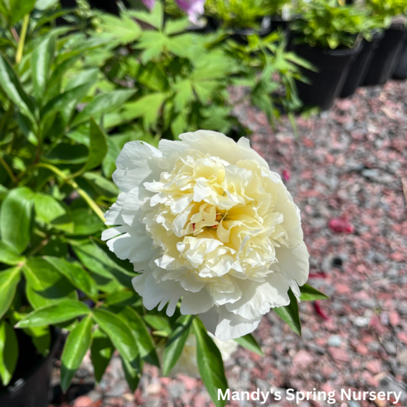 Laura Dessert Peony | Paeonia lactiflora