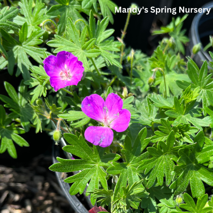 Max Frei Bloody Cranesbill | Geranium