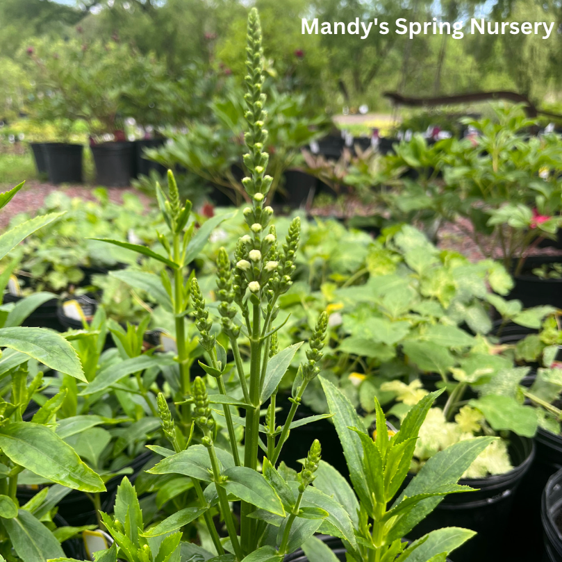 Miss Manners Obedient Plant | Physostegia virginiana