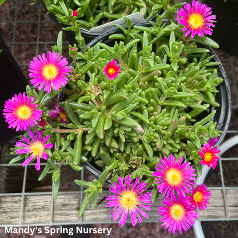 Delmara Pink Hardy Ice Plant | Delosperma cooperi