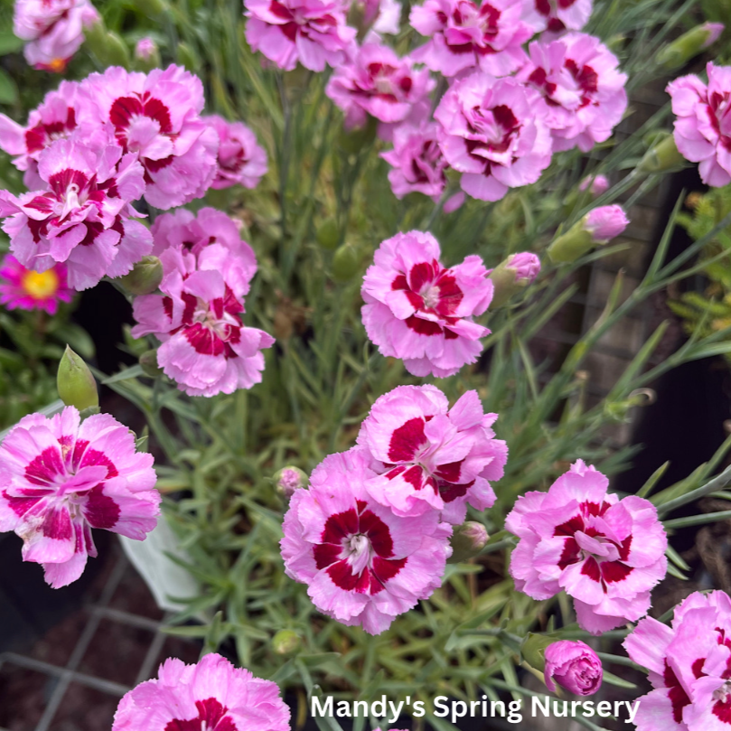 Kiss & Tell Dianthus | Dianthus 'Kiss & Tell'