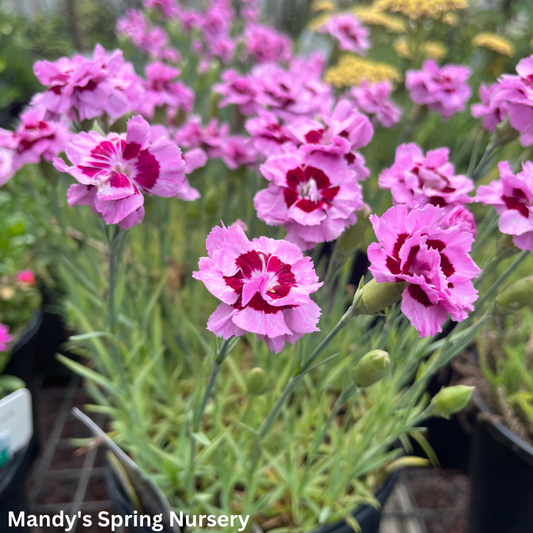 Kiss & Tell Dianthus | Dianthus 'Kiss & Tell'