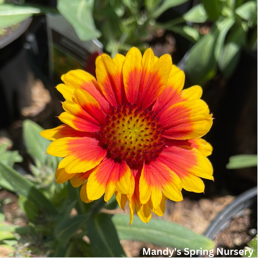 Arizona Sun Blanket Flower | Gaillardia aristata