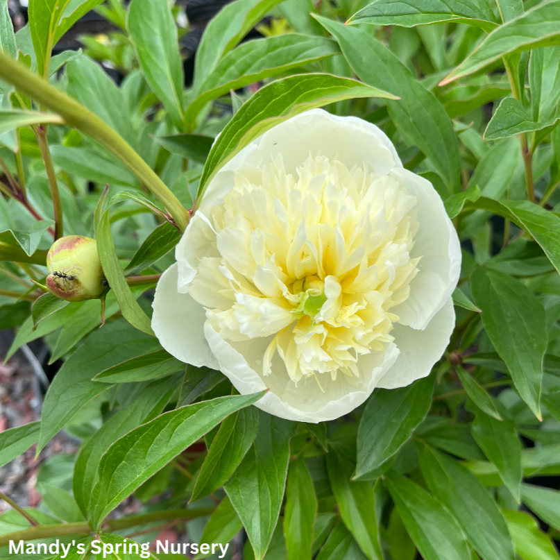 Duchesse de Nemours Peony | Paeonia lactiflora