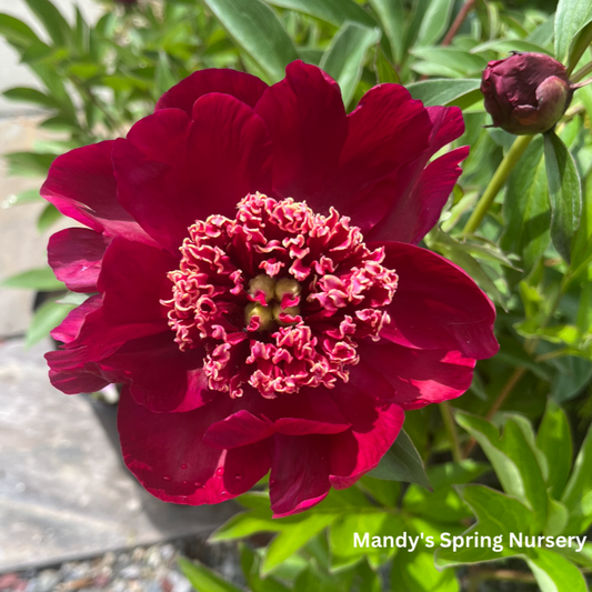 Nippon Beauty Red Garden Peony | Paeonia