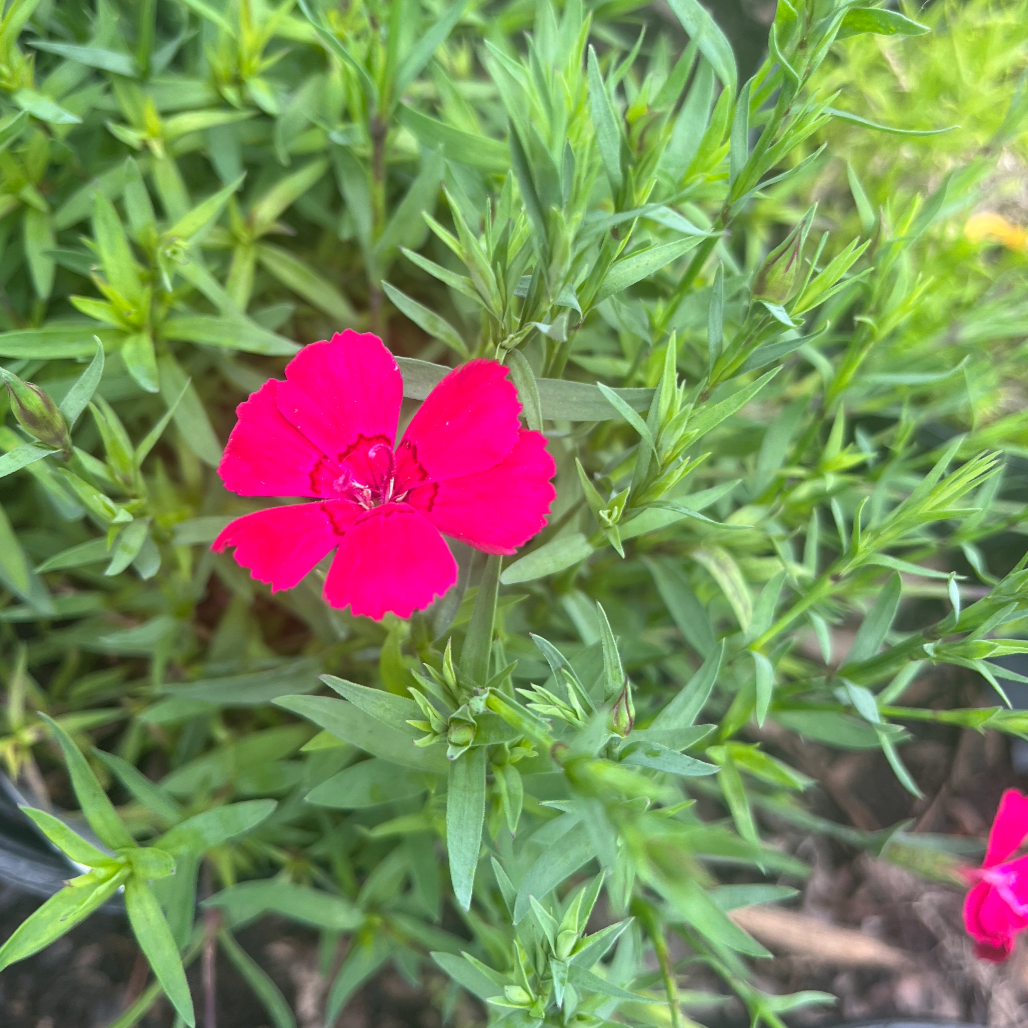 Zing Rose Dianthus | Dianthus 'Zing Rose'