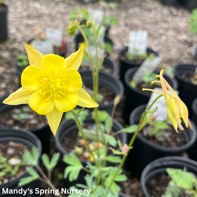 McKana Hybrids Mixture Columbine | Aquilegia