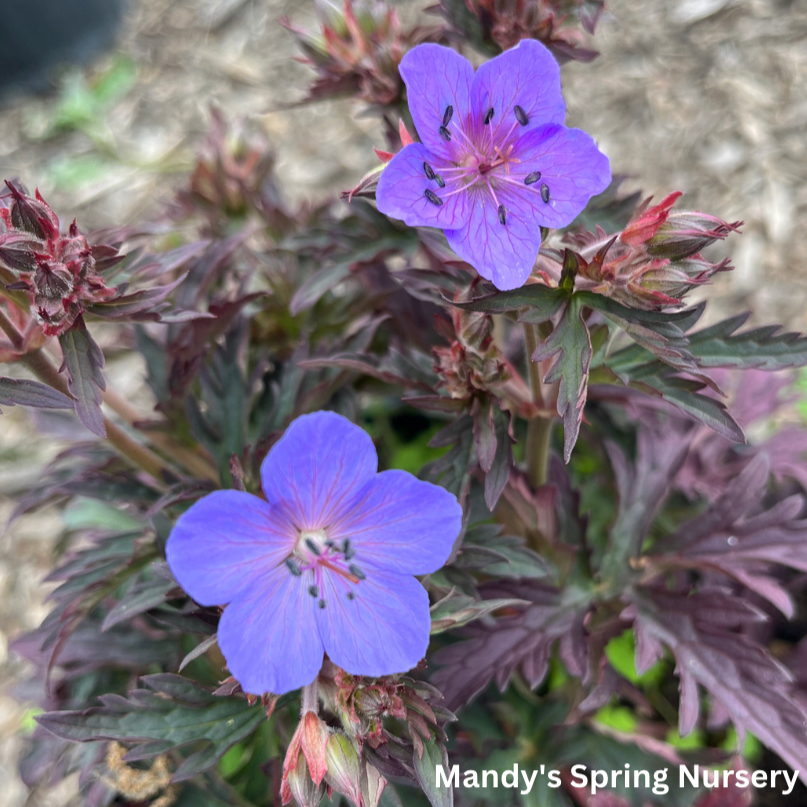 Dark Reiter Meadow Cranesbill Geranium | Geranium pratense