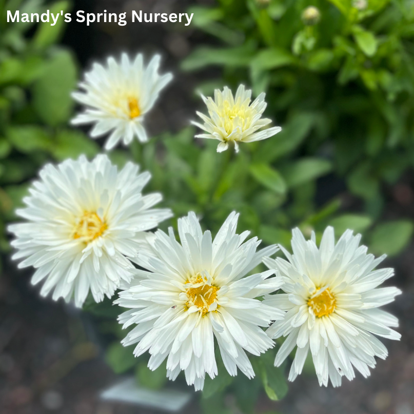 ‘Crazy Daisy’ Shasta Daisy | Leucanthemum x superbum 'Mt. Hood'