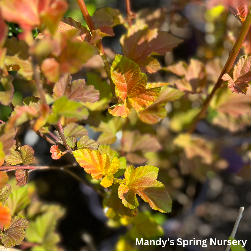 Amber Jubilee Ninebark | Physocarpus opulifolius