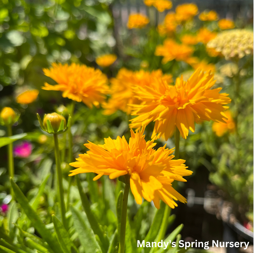 Double the Sun Tickseed | Coreopsis grandiflora