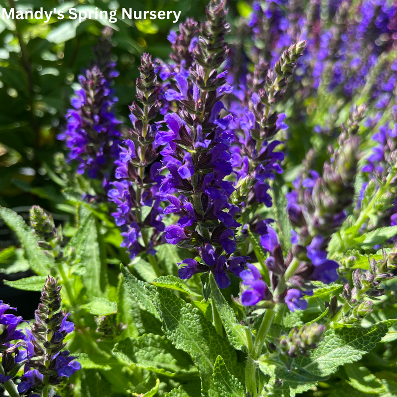 Marcus Salvia | Salvia nemorosa