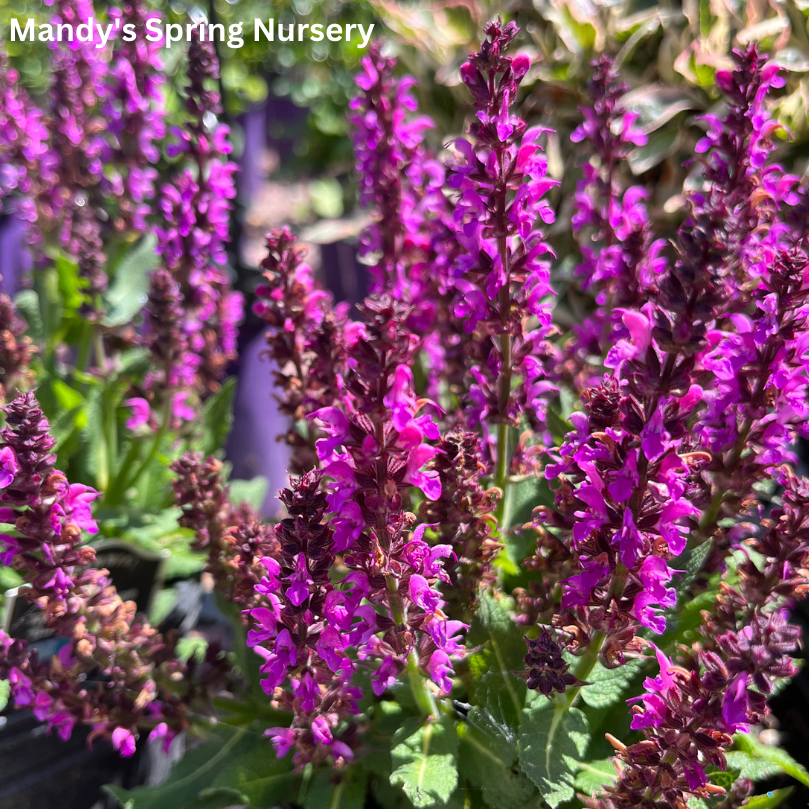 Bumbleberry Salvia | Salvia nemorosa