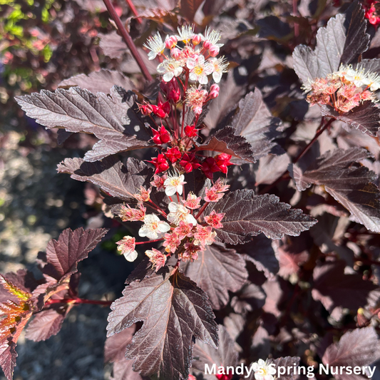 Diabolo Ninebark | Physocarpus opulifolius