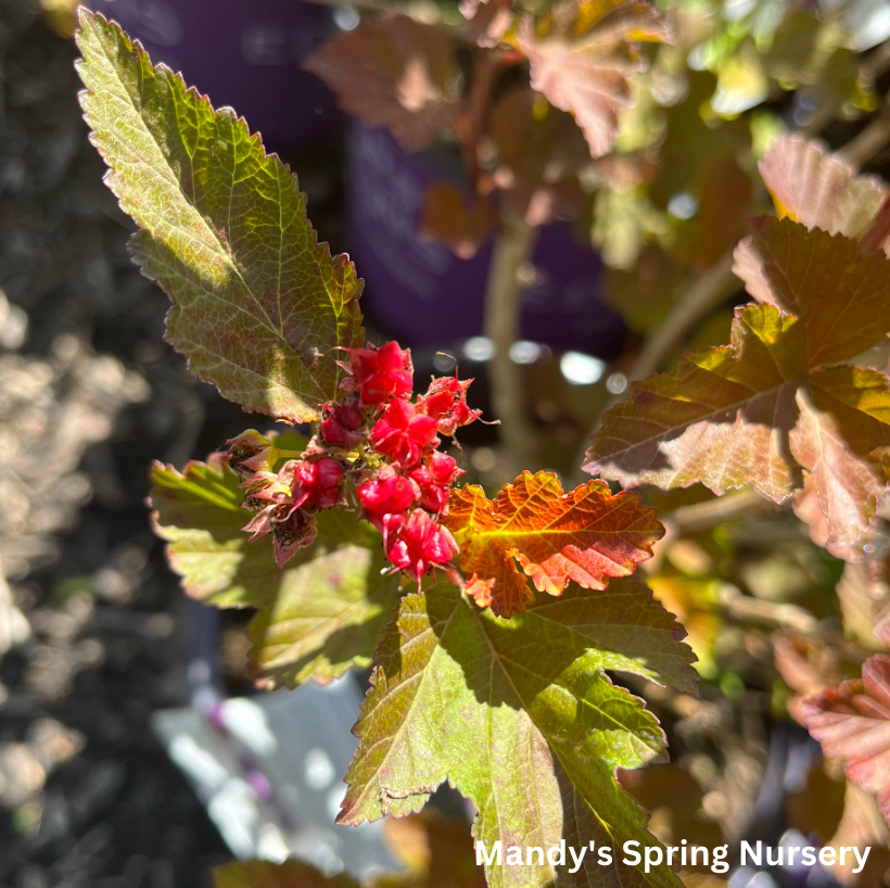 Amber Jubilee Ninebark | Physocarpus opulifolius