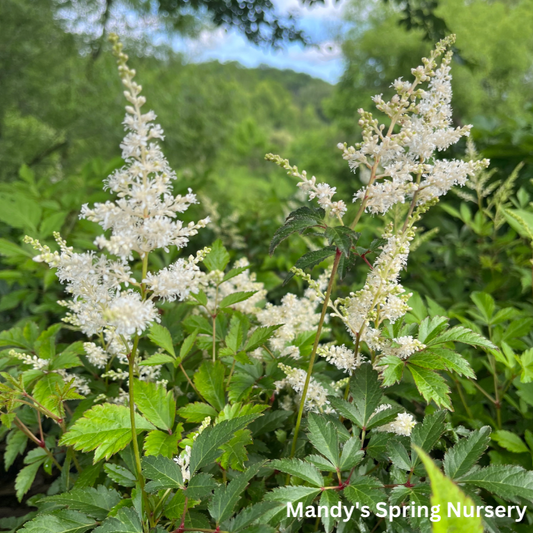 Deutschland Astilbe | Astilbe japonica