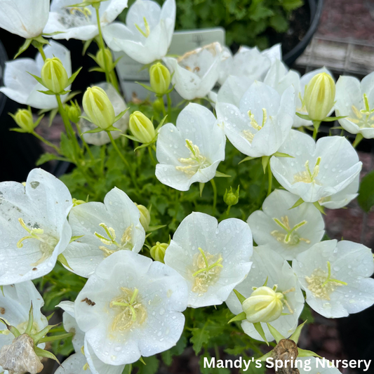 Rapido White Bellflower | Campanula carpatica