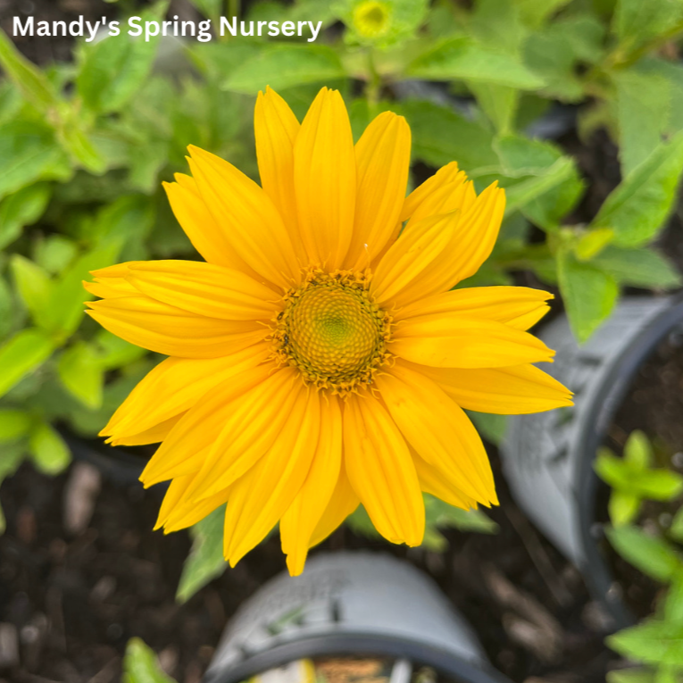 'Tuscan Gold' False Sunflower | Heliopsis helianthoides