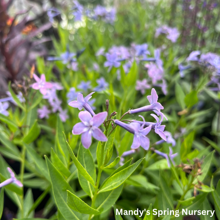 'Blue Ice' Blue Star | Amsonia