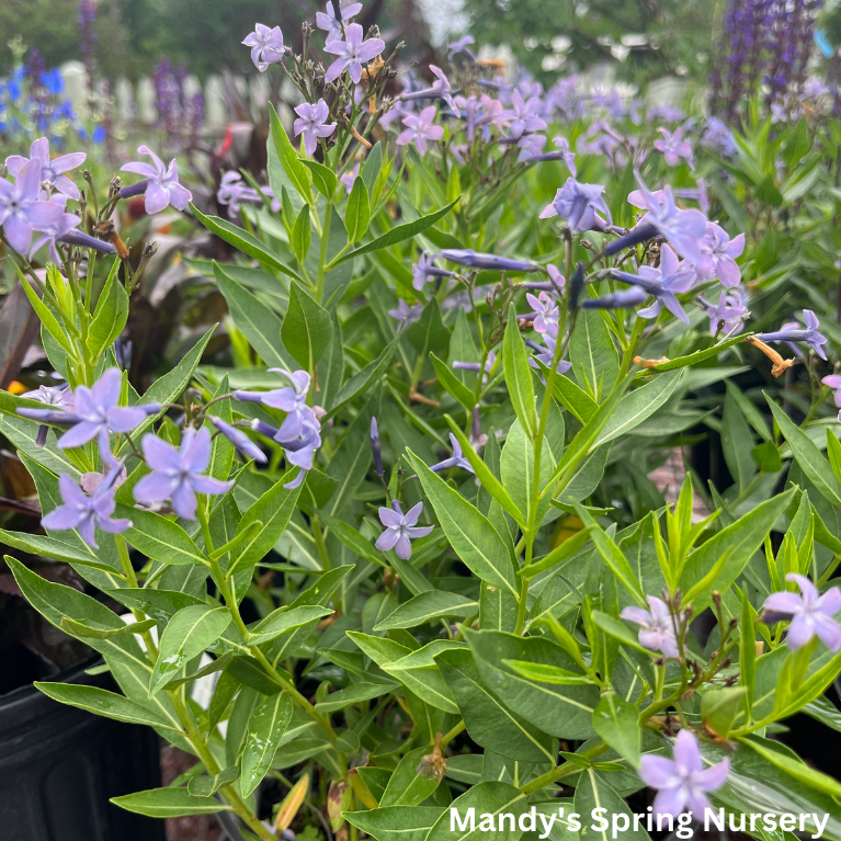 'Blue Ice' Blue Star | Amsonia