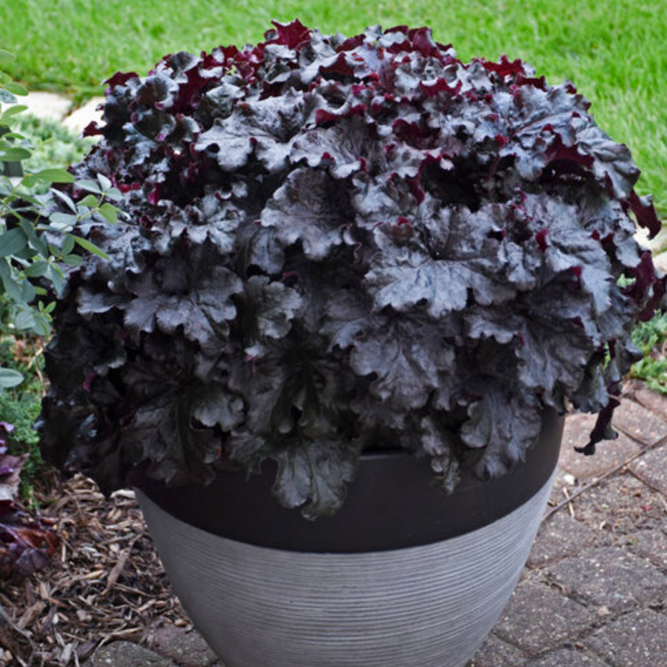 'Evening Gown' Heuchera | Heuchera 'Evening Gown'