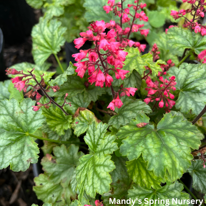 Paris Coral Bells | Heuchera 'Paris'