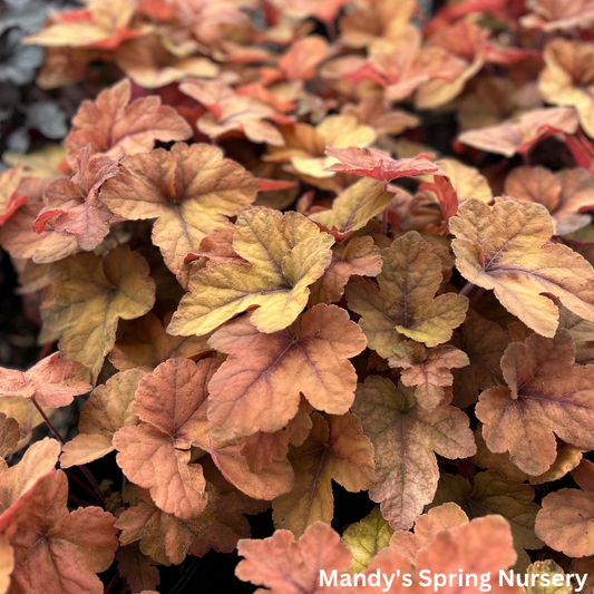 Pumpkin Spice Foamy Bells | Heucherella