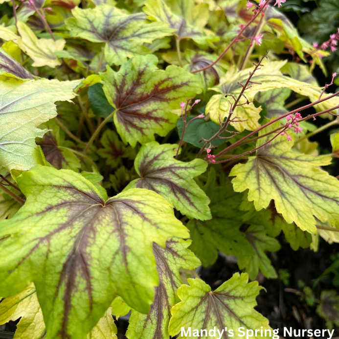 'Eye Spy' Foamy Bells | Heucherella