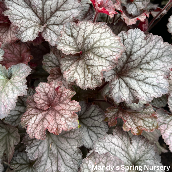 Northern Exposure Silver Coral Bells | Heuchera