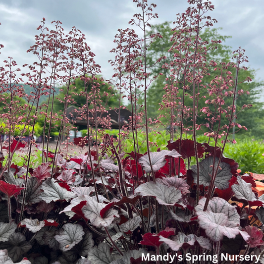 Northern Exposure Silver Coral Bells | Heuchera