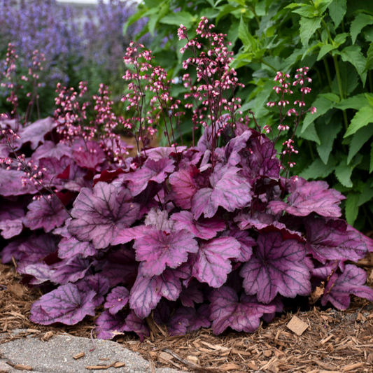 'Wild Rose' Coral Bells | Heuchera