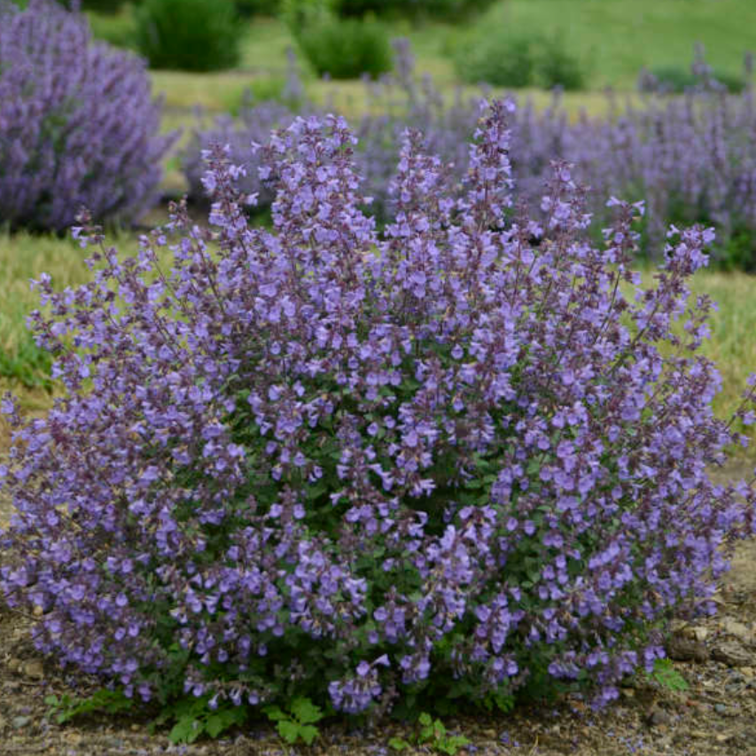 Kitten Around Catmint | Nepeta faassenii 'Kitten Around'