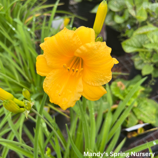 Stella de Oro Daylily | Hemerocallis 'Stella de Oro'