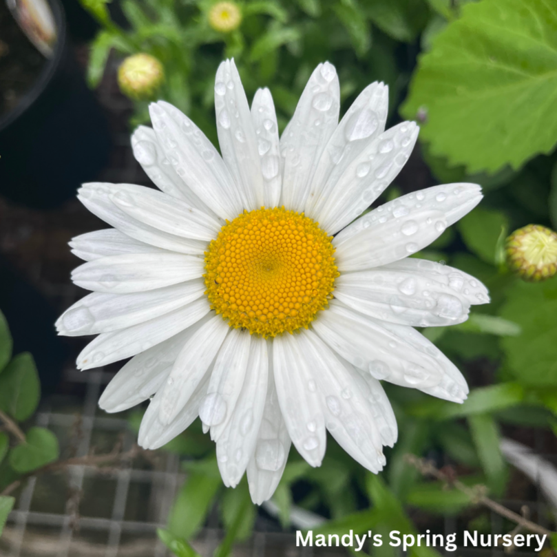 'Snowcap' Shasta Daisy | Leucanthemum 'Snowcap'