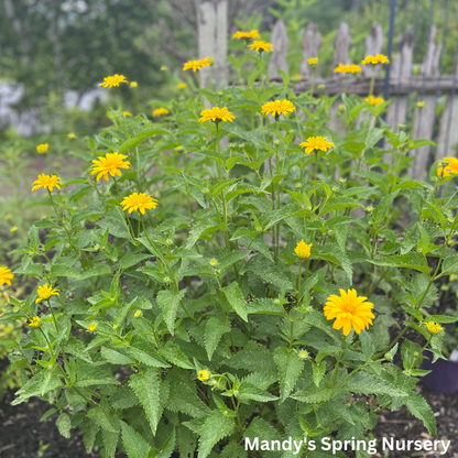 Summer Sun False Sunflower | Heliopsis helianthoides