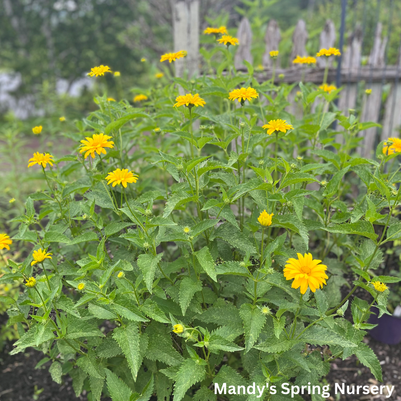 Summer Sun False Sunflower | Heliopsis helianthoides