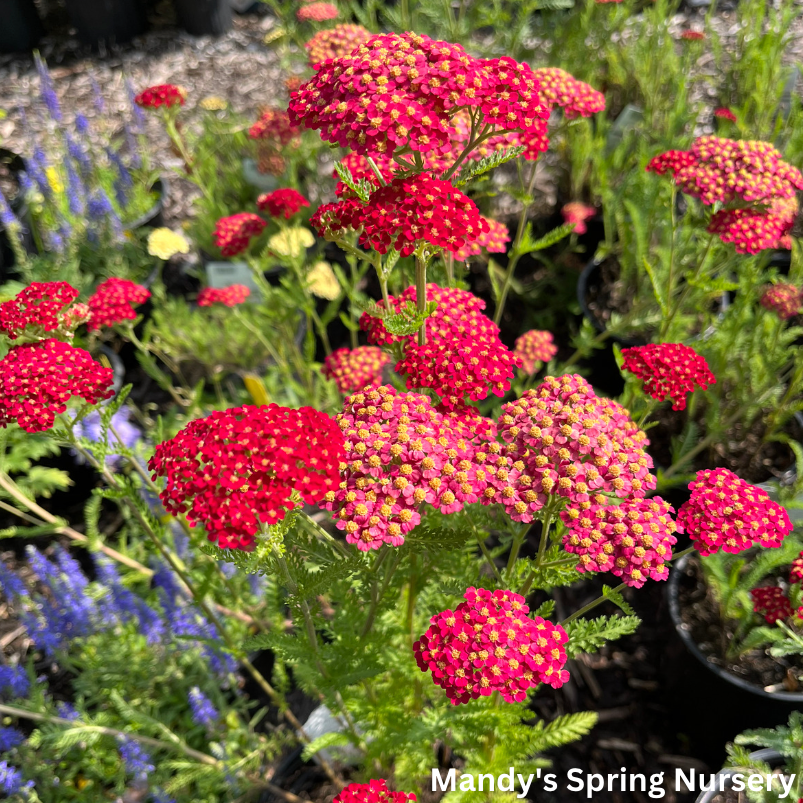 Strawberry Seduction Yarrow | Achillea millefolium 'Strawberry Seduction'