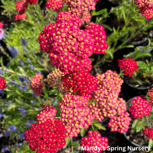 Strawberry Seduction Yarrow | Achillea millefolium 'Strawberry Seduction'