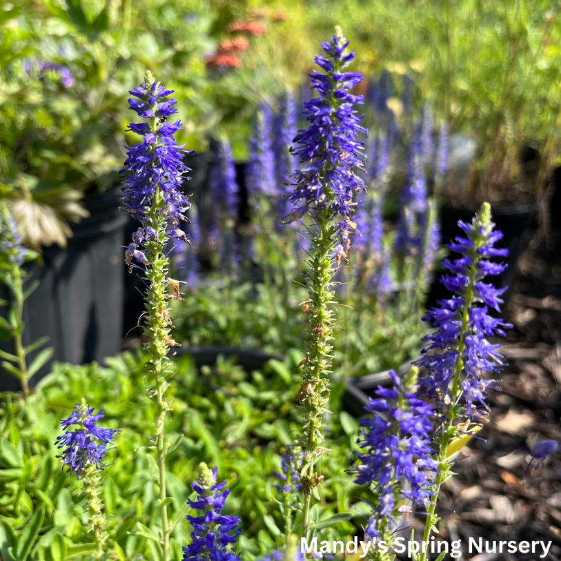 Blue Pixie Speedwell | Veronica allionii