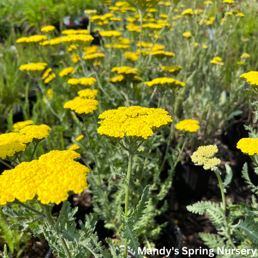 Moonshine Yarrow | Achillea