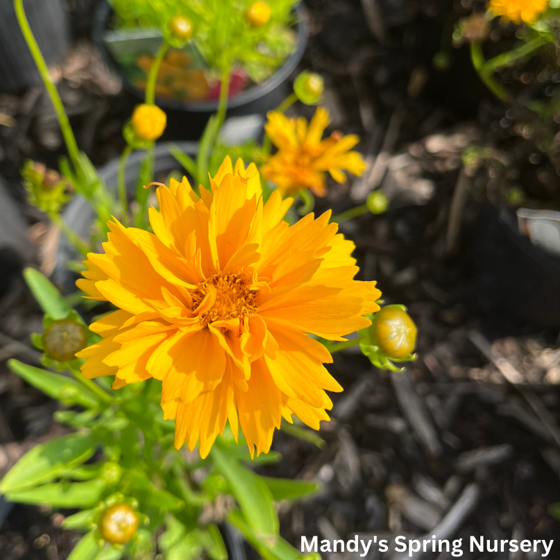 Early Sunrise Tickseed | Coreopsis grandiflora